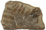 Fossil Fern (Mariopteris) Nodule Pos/Neg - Mazon Creek #325901-2